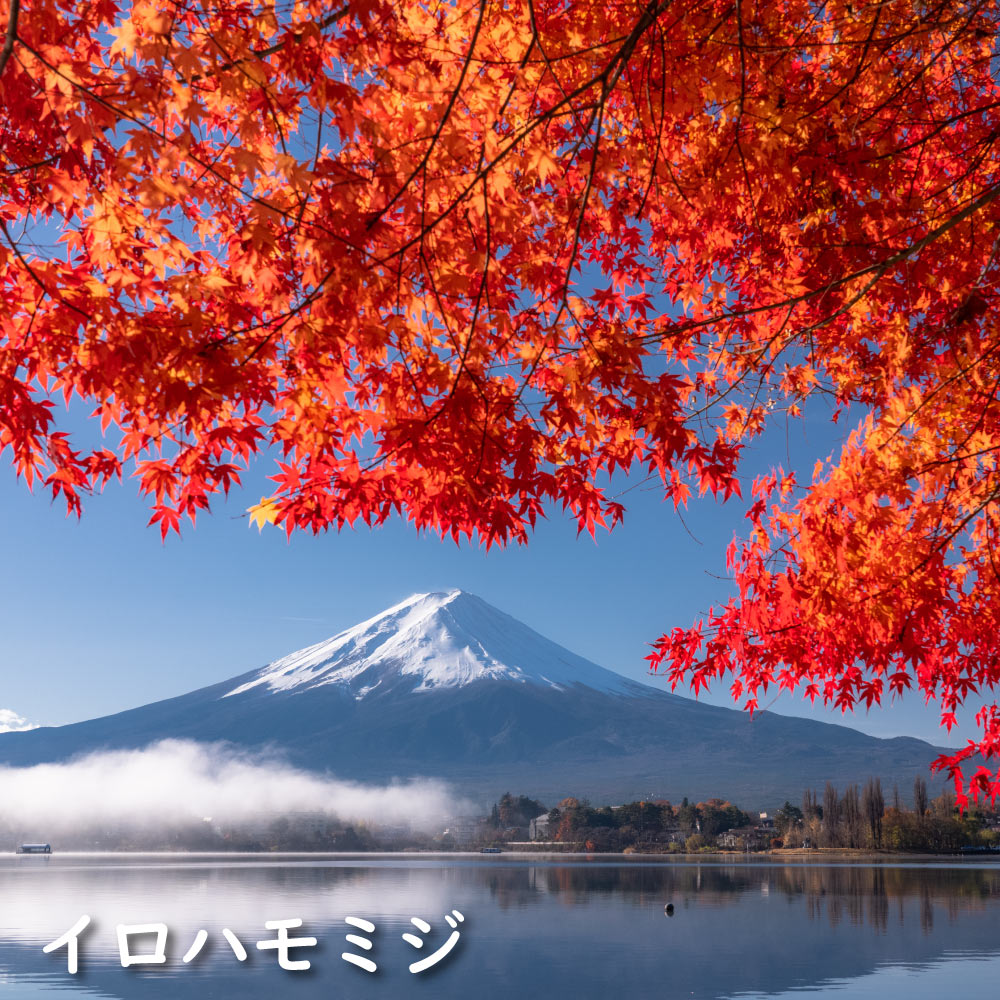 イロハモミジ 苗木 販売 トオヤマグリーン