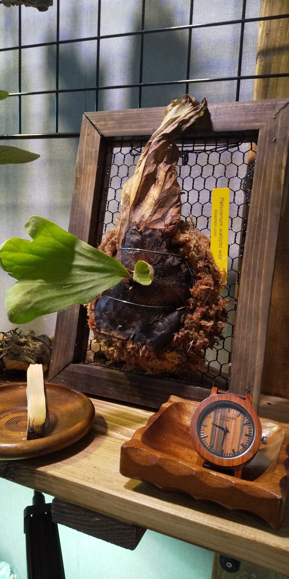 ビカクシダ 壁掛け用 大きい植物 【公式通販】