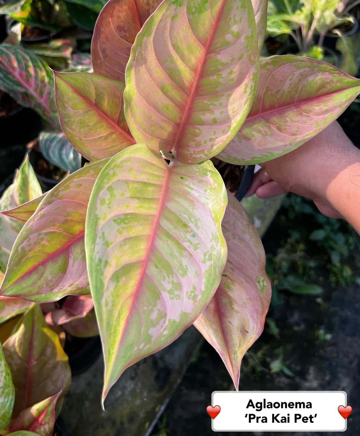 Aglaonema 'Prakaipet' (5