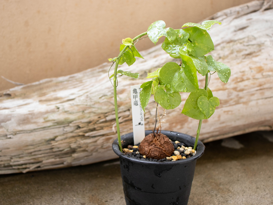 亀甲竜の実生記録】種まき～2か月後まで | グリーンラブログ