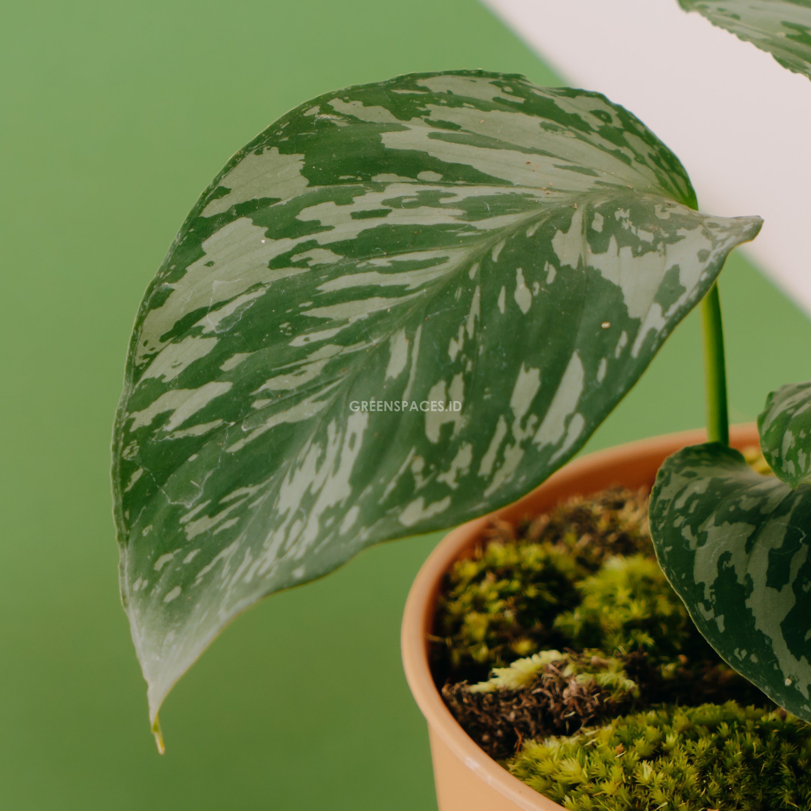 Homalomena Sp Kalimantan | Greenspaces.id