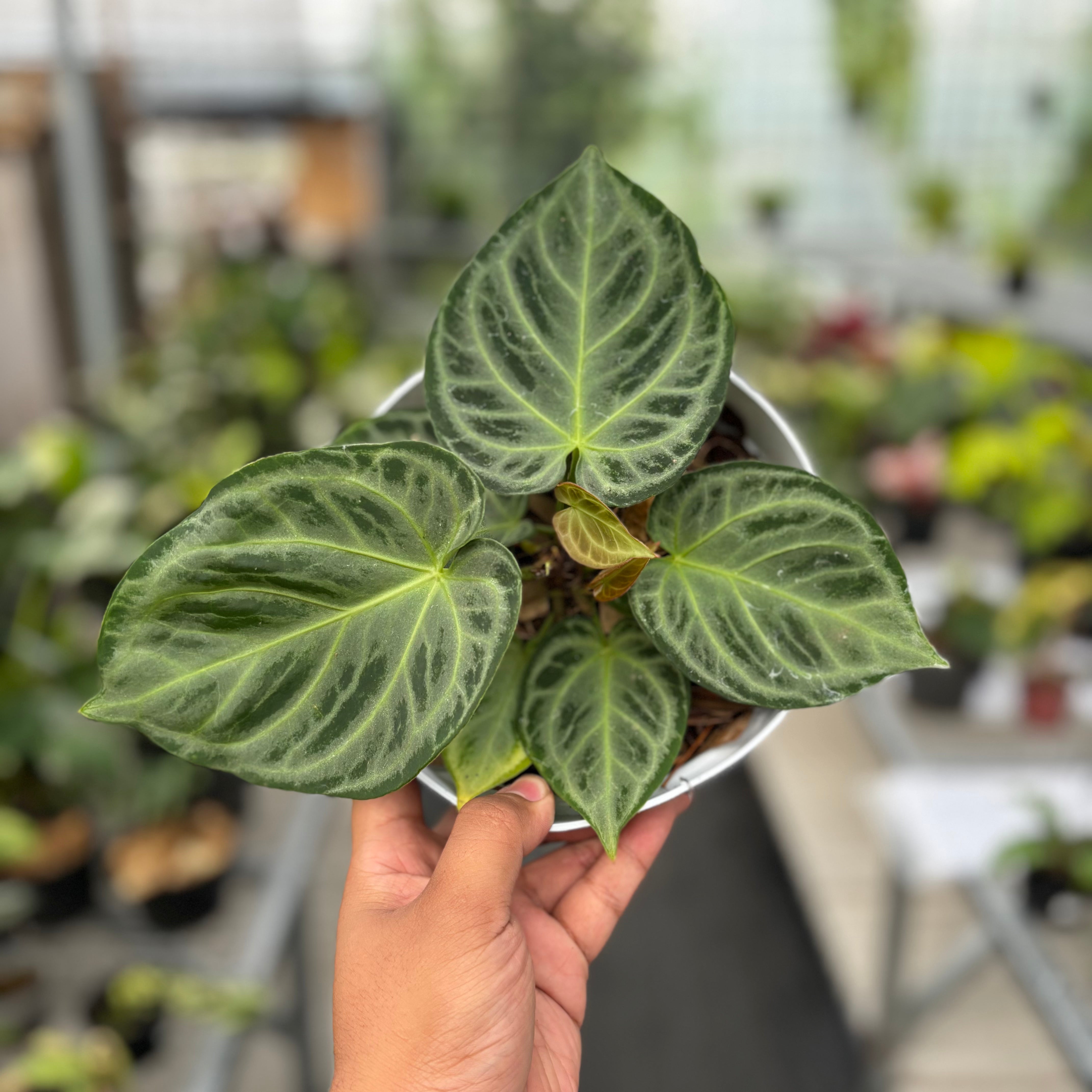 Anthurium Silver Chrome - Full Silver – Greenspaces.id