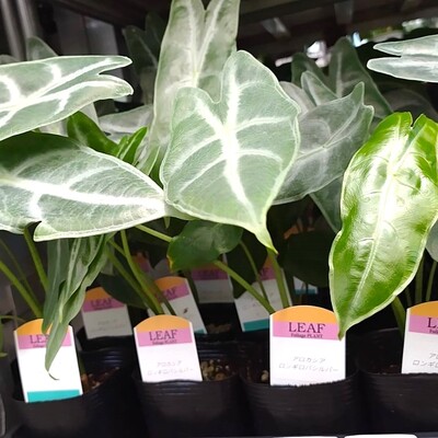 住宅・リフォーム・外構会社向けグリーン雑貨ショップ リーフオア