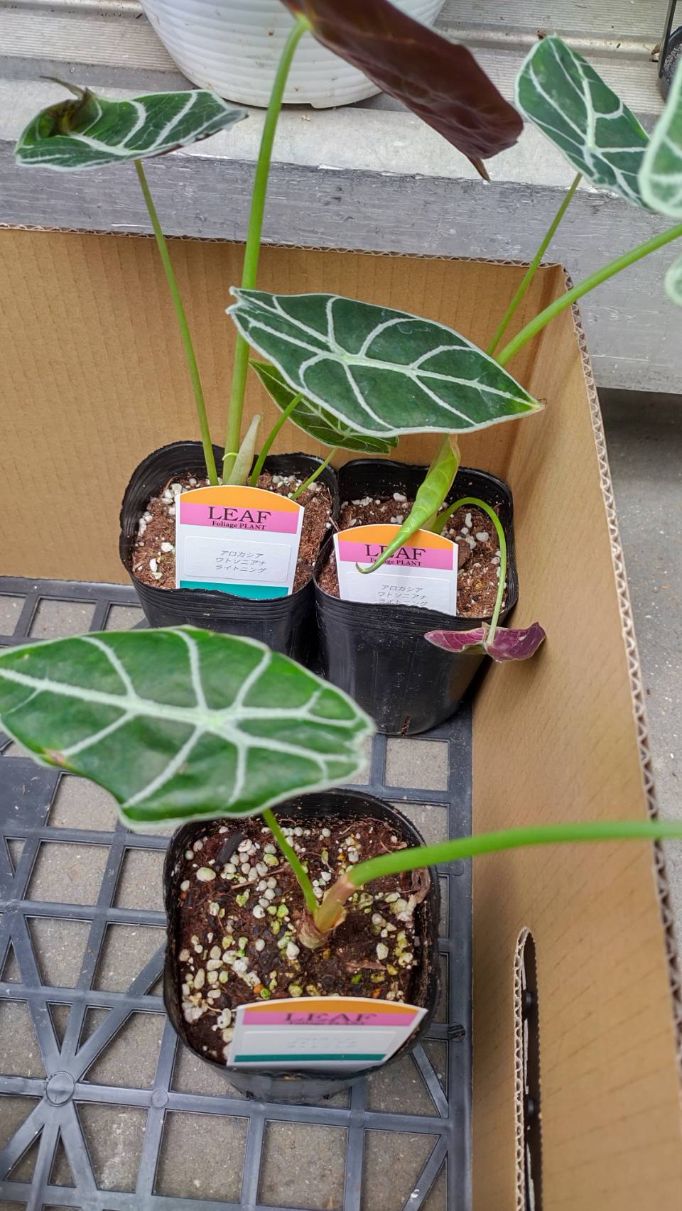 住宅・リフォーム・外構会社向けグリーン雑貨ショップ リーフオア