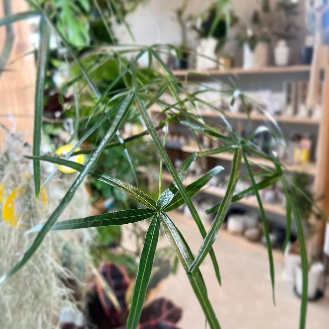 ボトルツリー - グリーンプロデュース～暮らしに緑を～｜グリーン雑貨