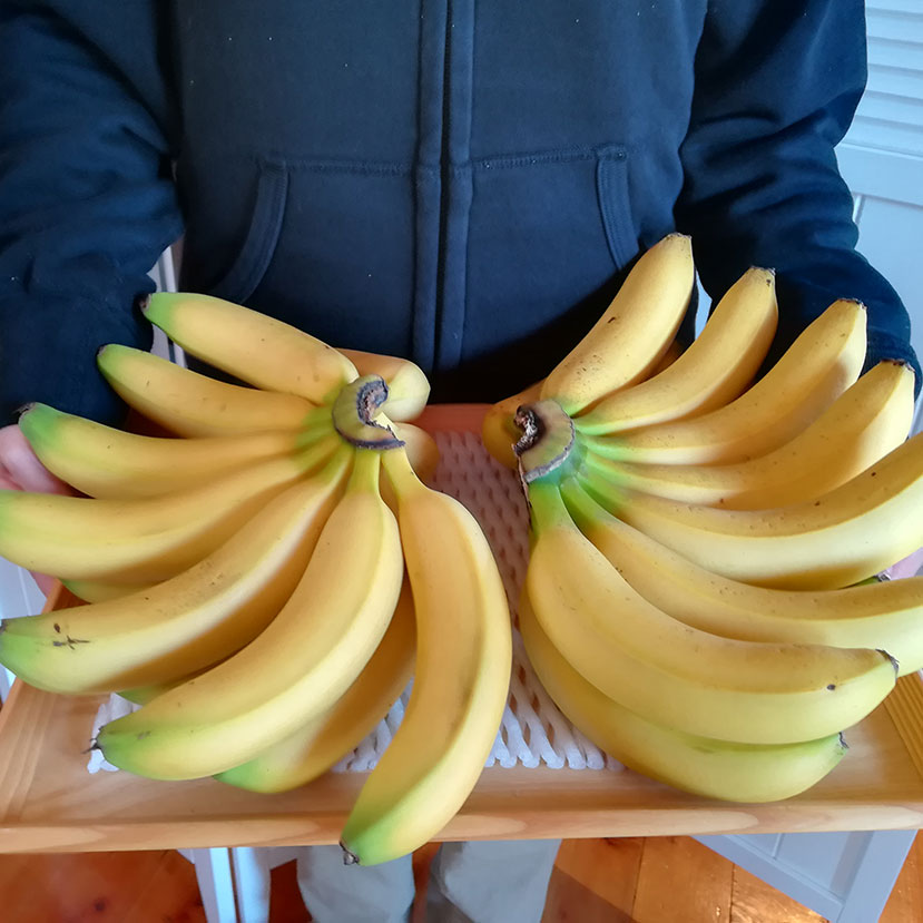 万助バナナ苗 - ちたフルーツビレッジ｜萬秀フルーツ