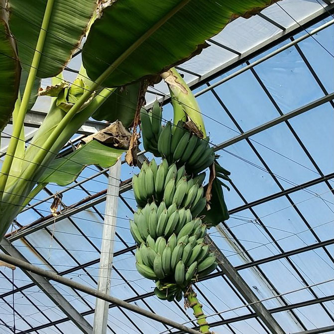 アイスクリームバナナ苗 - ちたフルーツビレッジ｜萬秀フルーツ