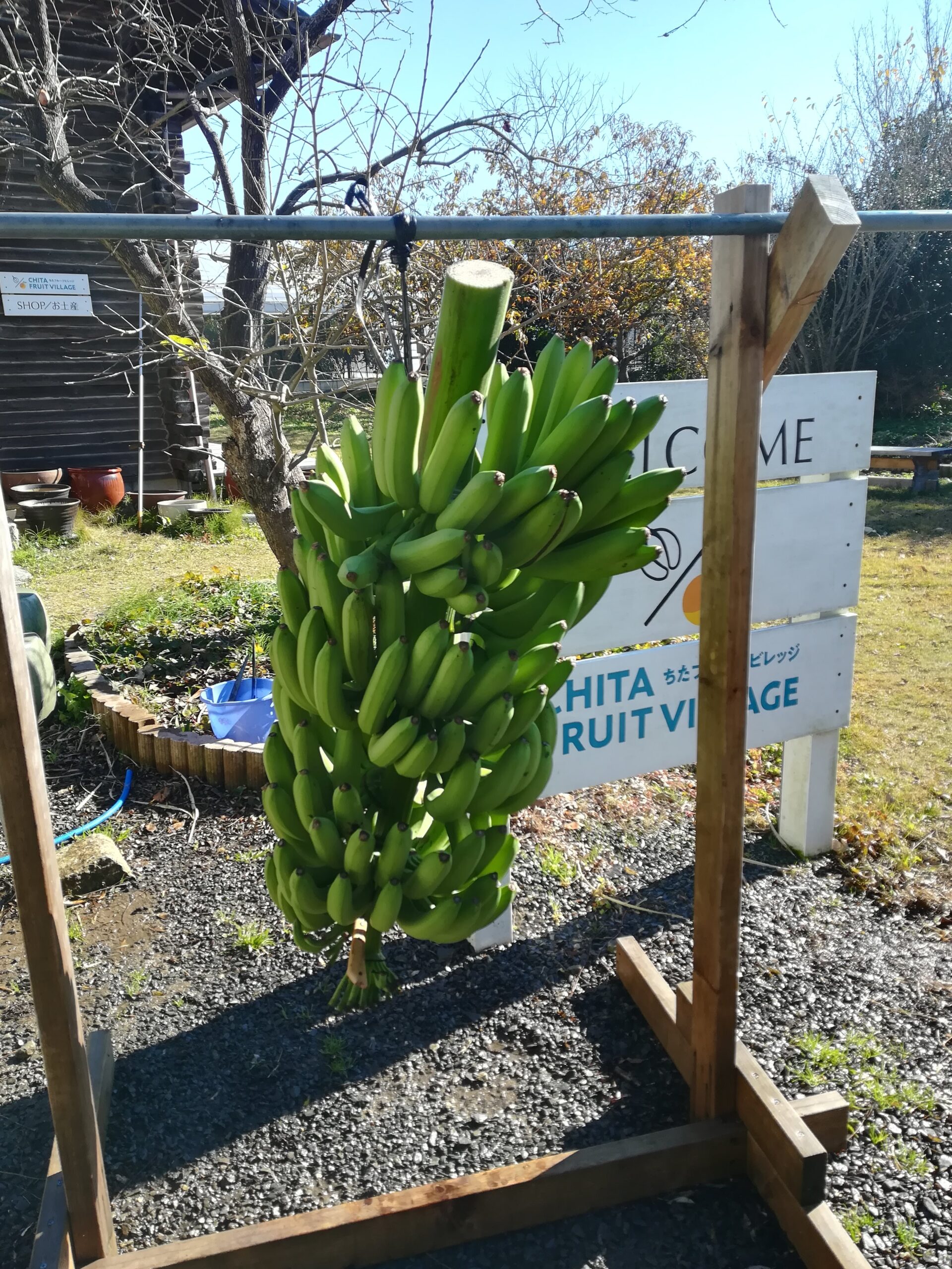 グロスミッシェル バナナ苗 - ちたフルーツビレッジ｜萬秀フルーツ