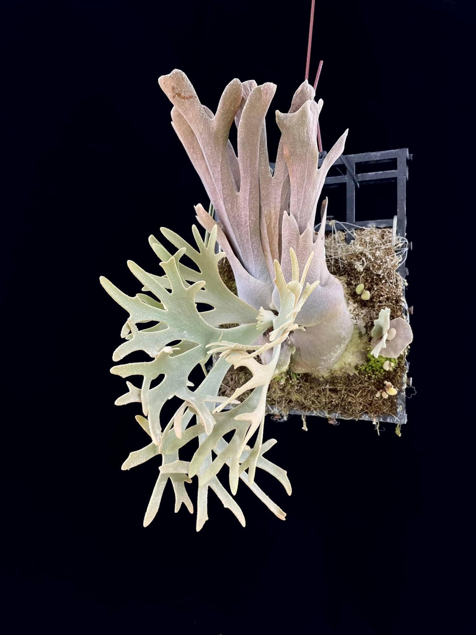 P. Willinckii Yellow Moon spore Dwarf | Rare Collectible – HCorchids