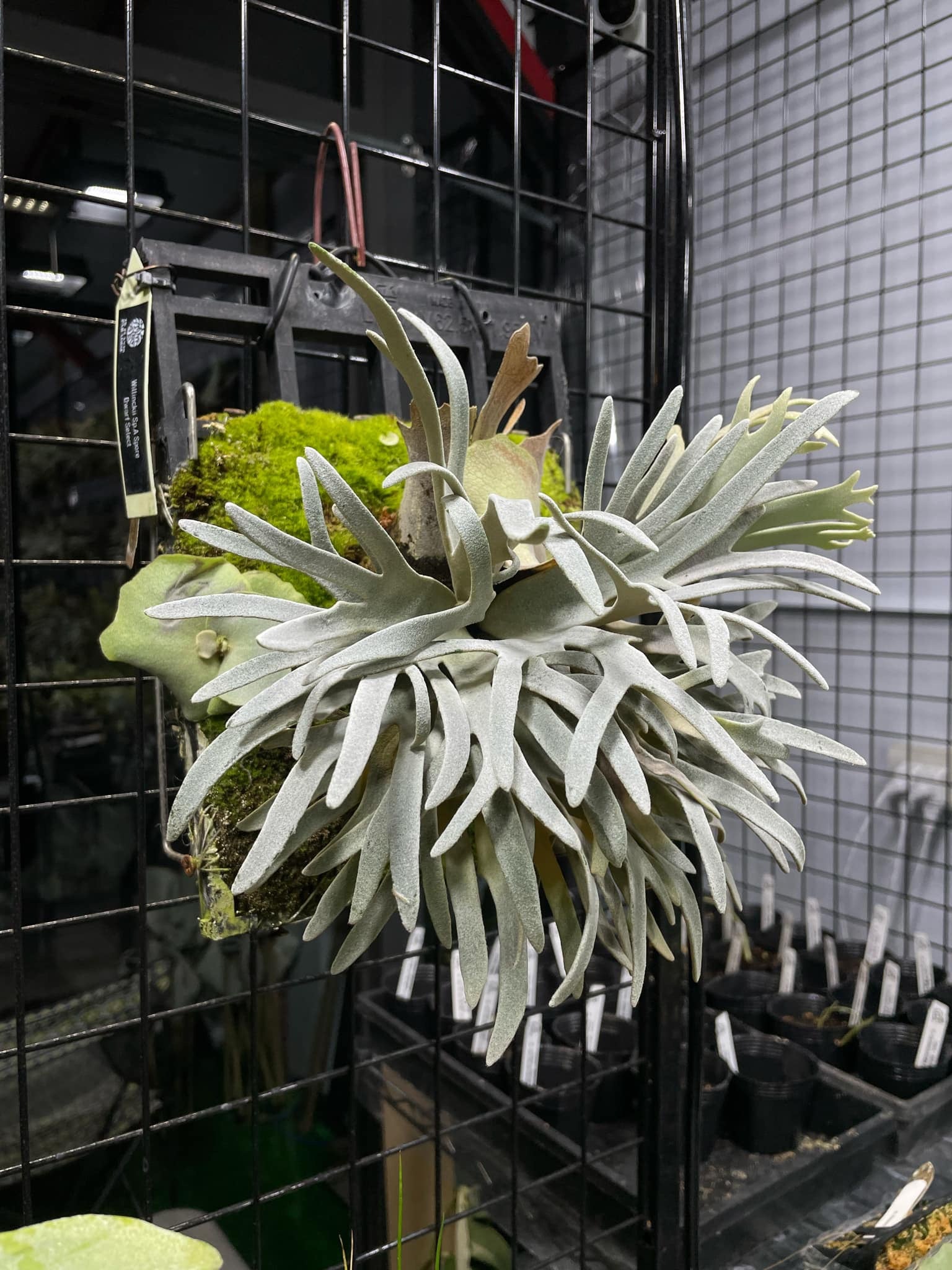 ビカクシダ willinckii mix spore Predator, SPA,Kai 1 P. Willinckii