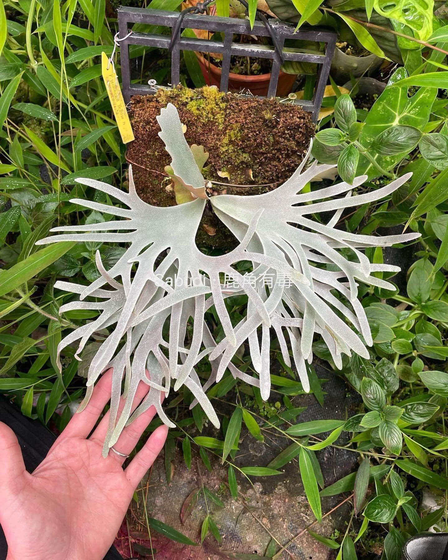 P. Willinckii Yellow Moon Spore - Rare Dwarf Select – HCorchids