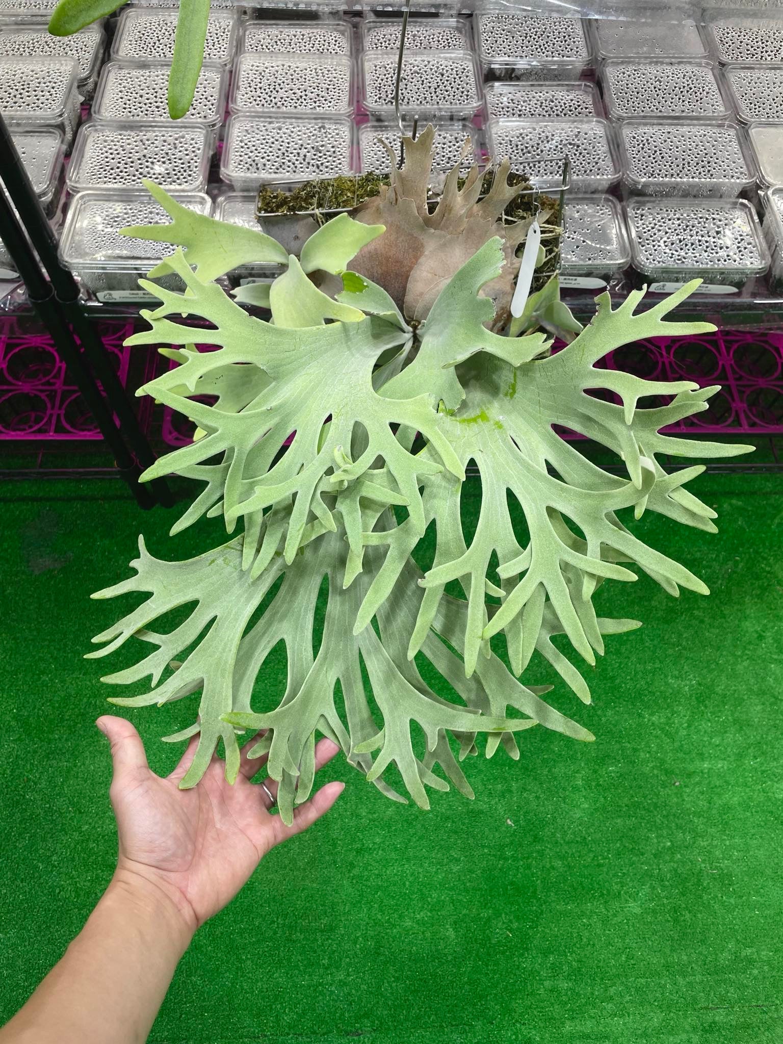 Platycerium Willinckii Celso Tatsuta - Buy Now | Rare Plant Pup
