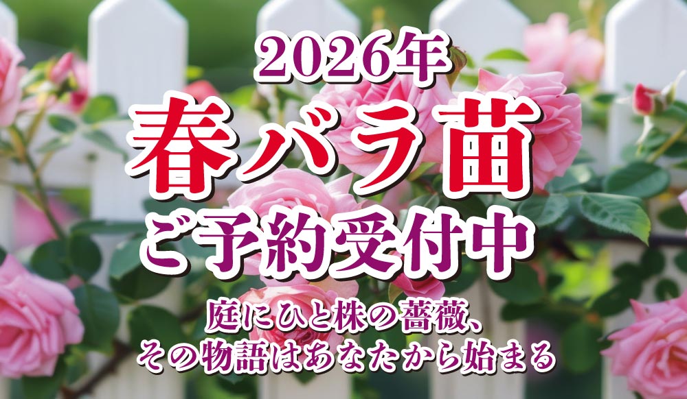 2026年春バラ苗予約|ホームセンターバロー