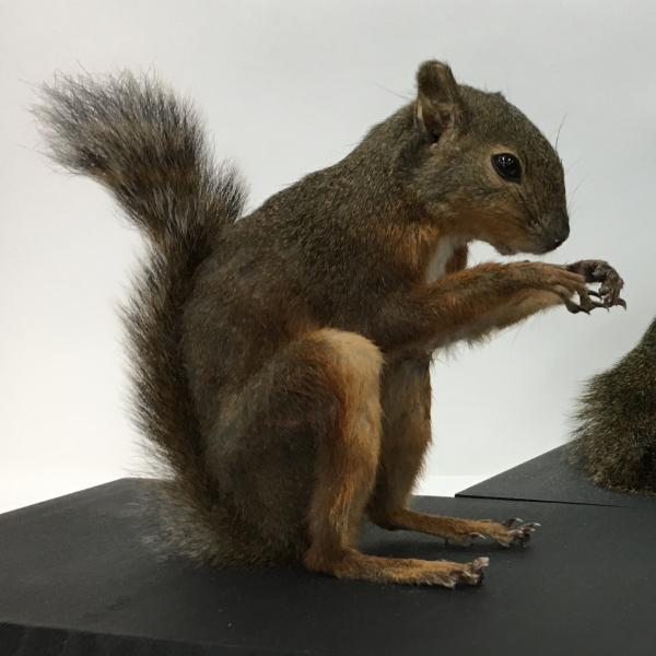 ニホンリス | 浜口標本｜鳥類・哺乳類 剥製制作