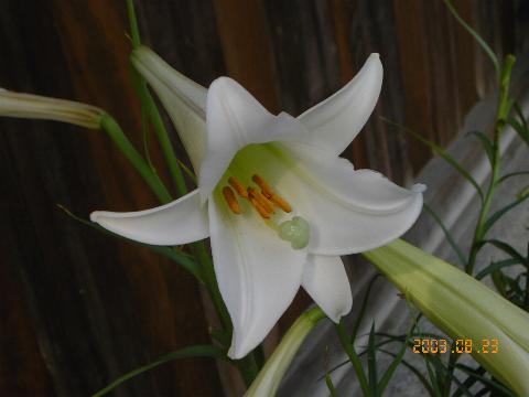 タカサゴユリ 200本 タカサゴユリを播いた思い出 - mmpoloの日記