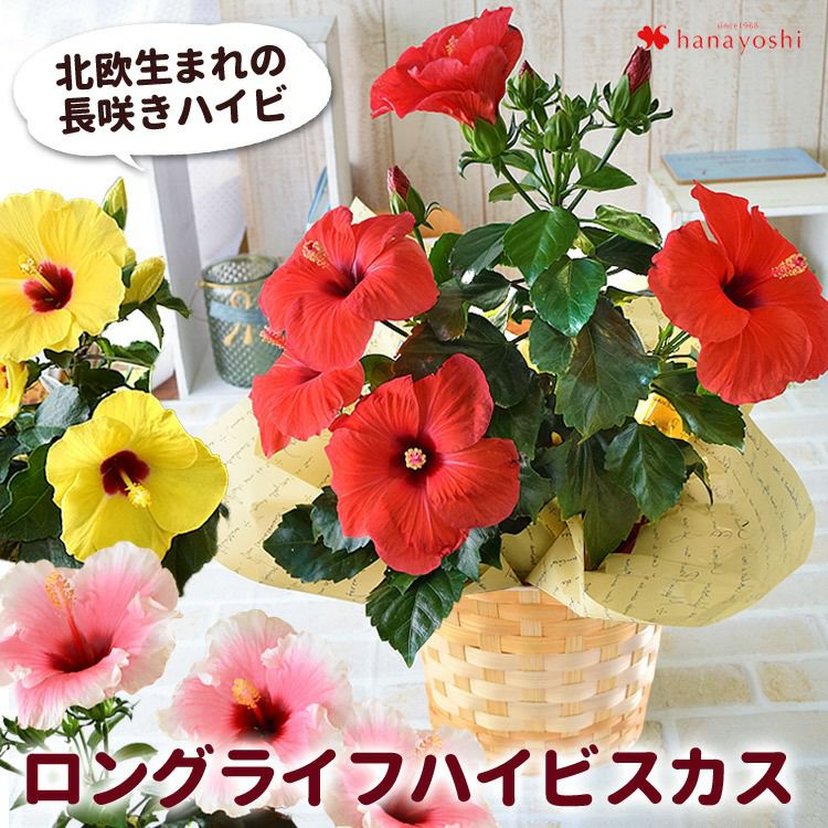 モリヒロ園芸さんの 季節の鉢花 ロングライフハイビスカス in