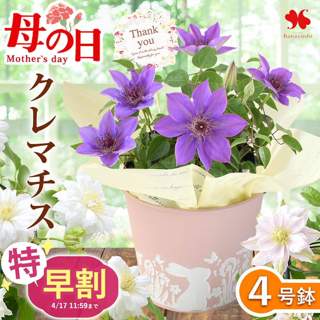 母の日2026 花鉢・寄せ植え | フラワーマーケット花由公式サイト