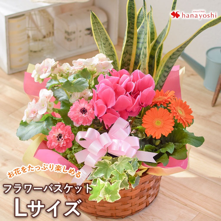 送料無料 季節のおまかせ花鉢とグリーンの寄せ入れ Lサイズ フラワー