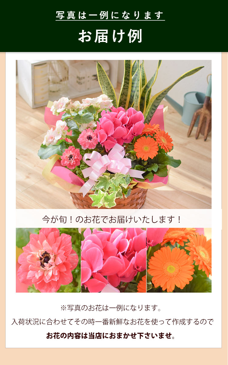 送料無料 季節のおまかせ花鉢とグリーンの寄せ入れ Lサイズ フラワー