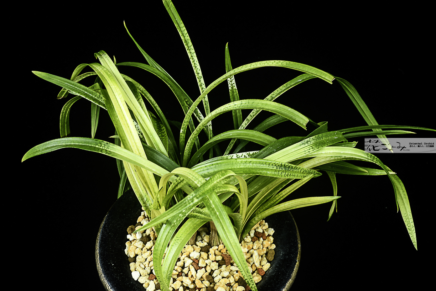 美術株・日本春蘭【守門龍】 - 東洋蘭専門店 花ごよみ | 春蘭・富貴蘭