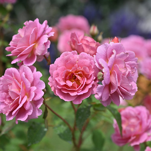 はなはなショップ