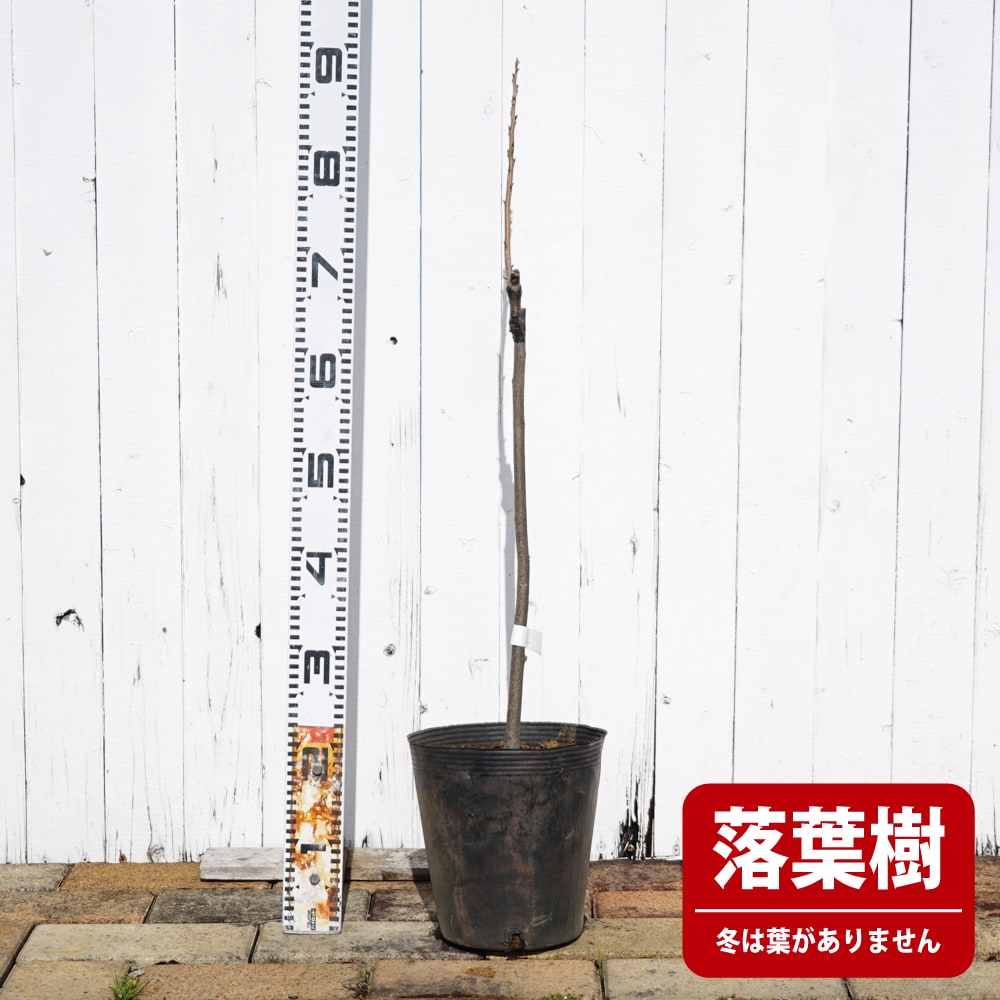 ペカンナッツ ウィチタ 苗 販売 苗木部 By 花ひろばオンライン