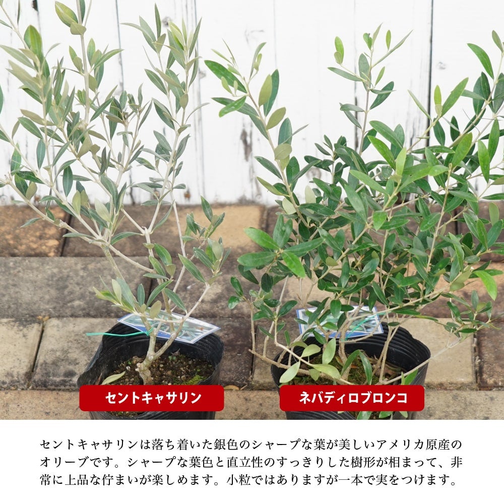 000000046762-04.jpg?size=l&w=