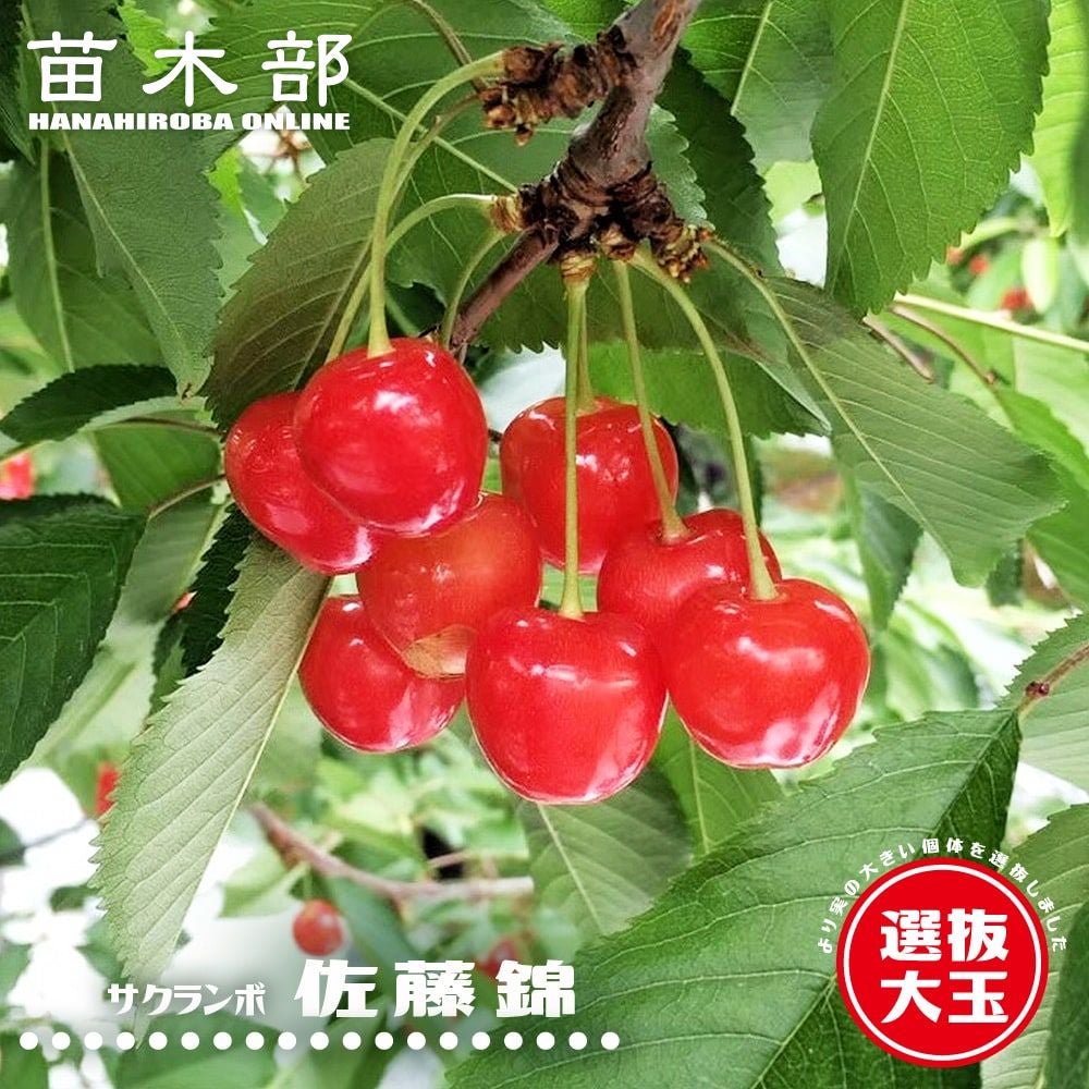 サクランボ 紅きらりの販売 苗木部 By 花ひろばオンライン