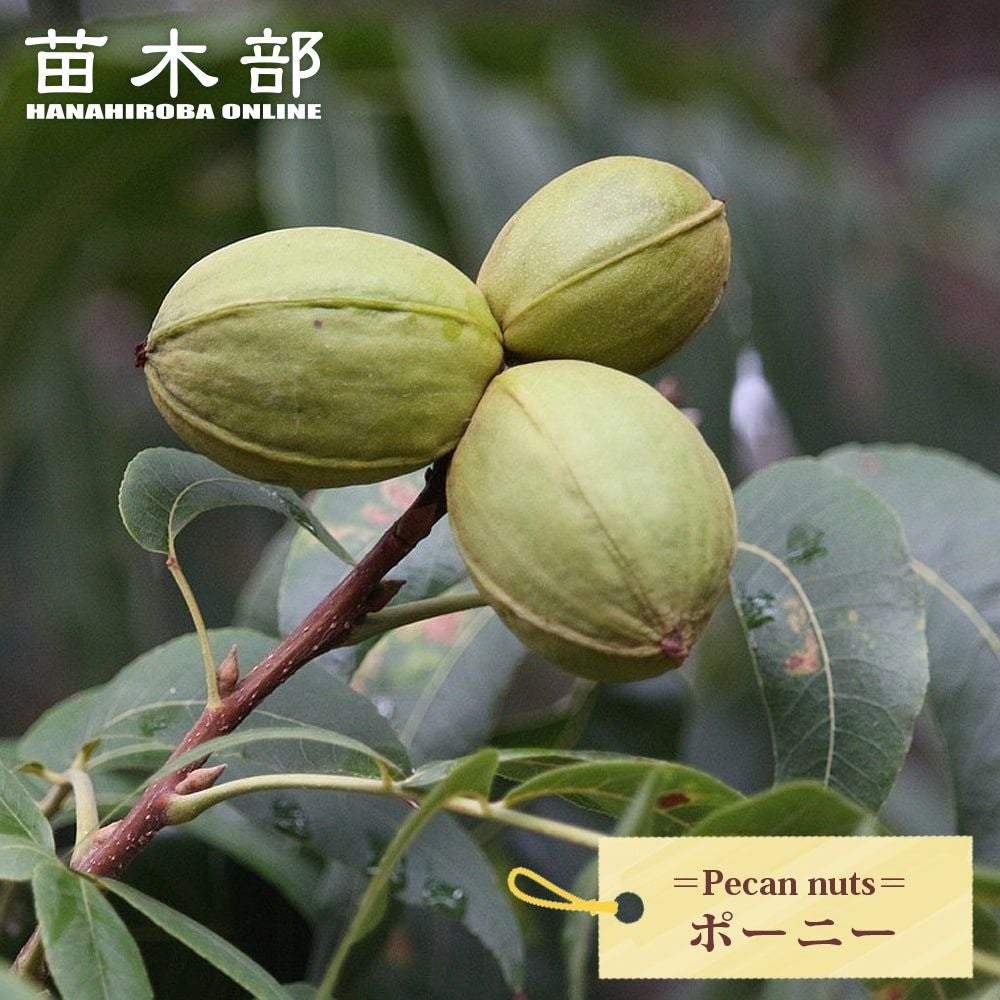 ペカンナッツ ケープフェア 苗 販売 苗木部 By 花ひろばオンライン