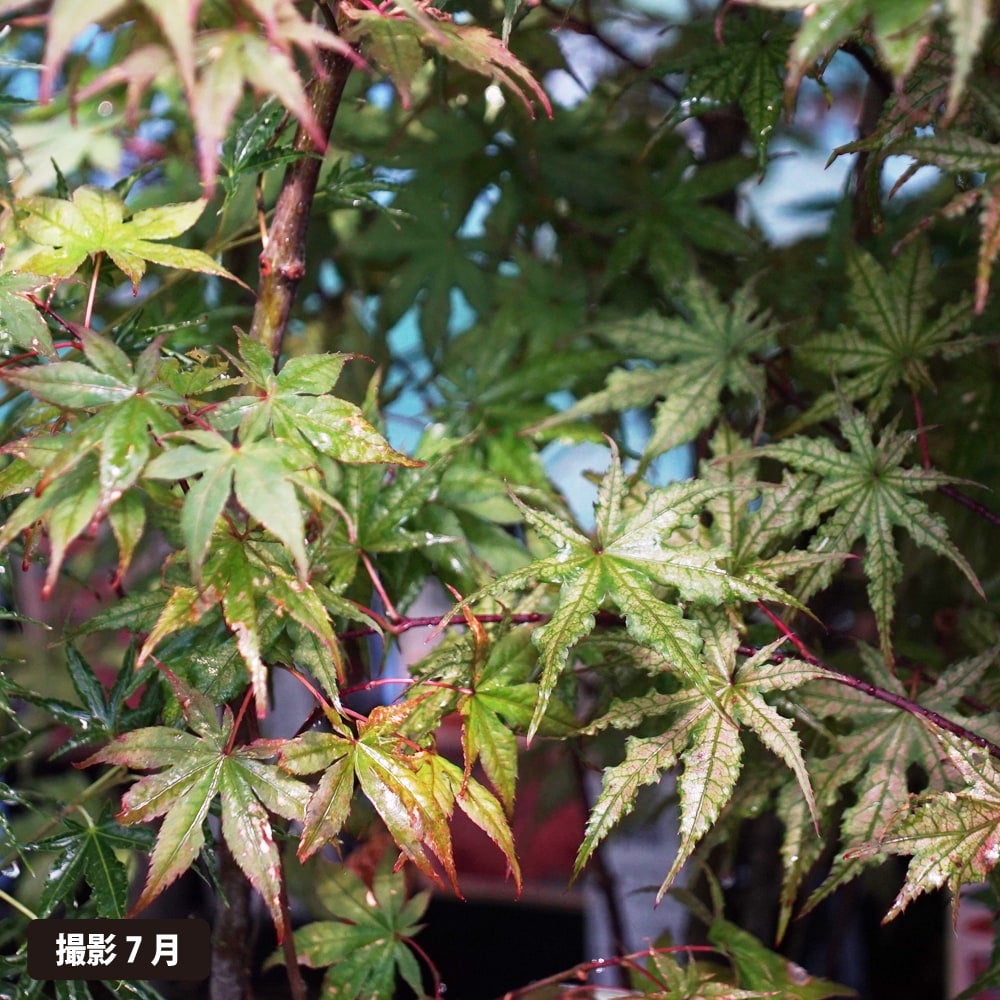 000000074559-03.jpg?size=l&w=