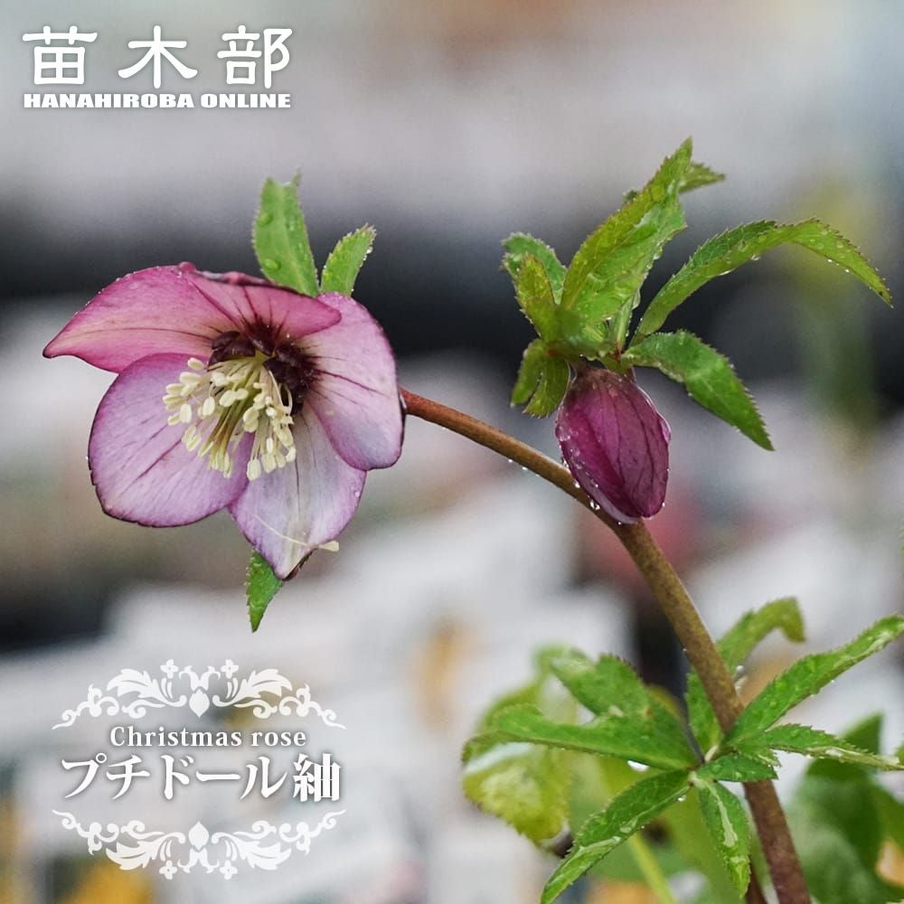 000000076071-01.jpg?size=l&w=