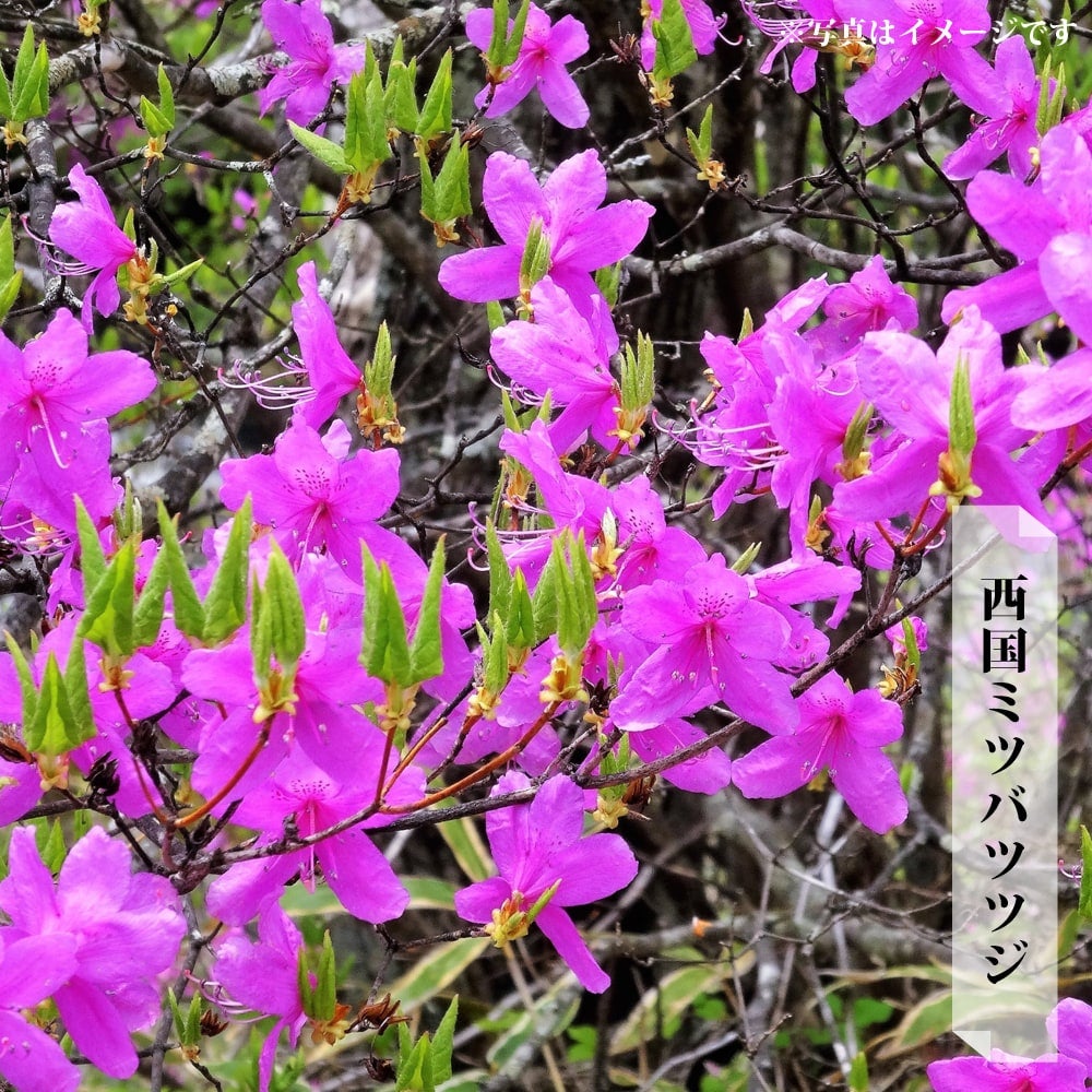 000000082521-01.jpg?size=l&w=