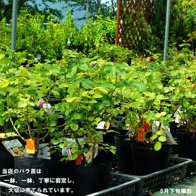 バラ クリーミーエデン 苗 販売 苗木部 By 花ひろばオンライン