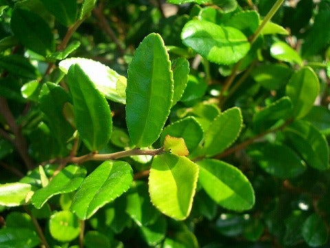 000000002751-01.jpg?size=l&w=