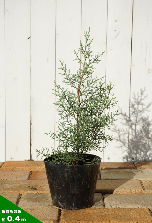 000000002781-03.jpg?size=l&w=