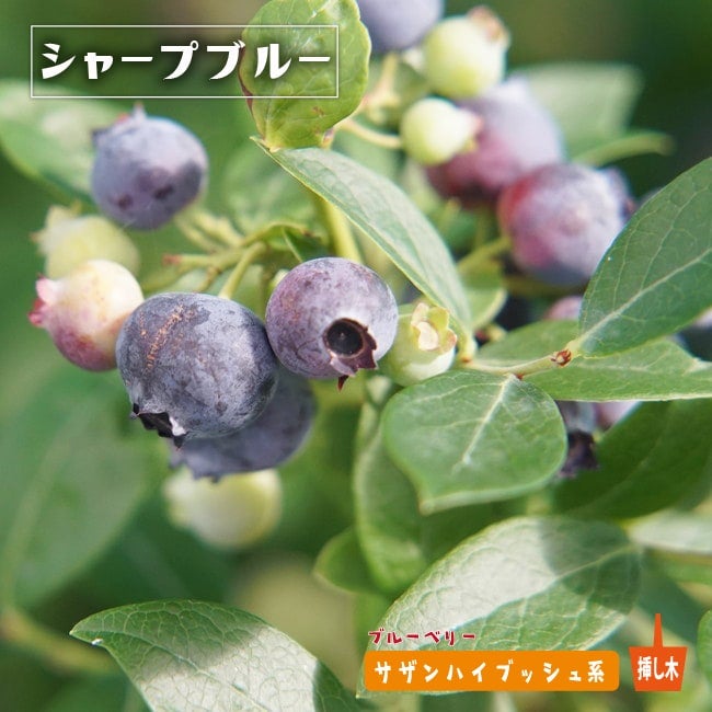 000000004159-01.jpg?size=m&w=