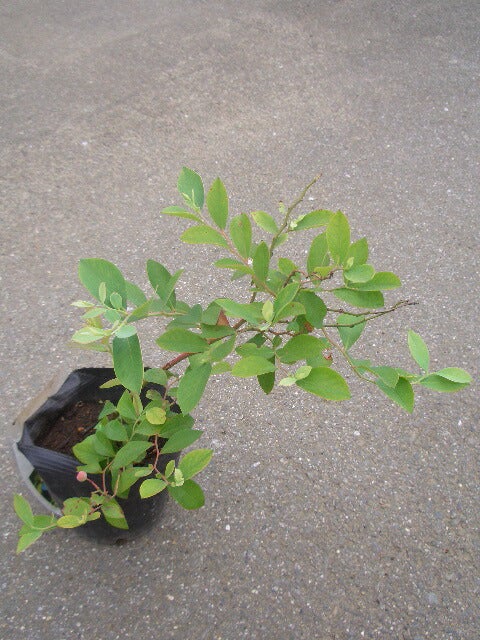 シャープブルー サザンハイブッシュ系 ブルーベリー 苗 販売 苗木部