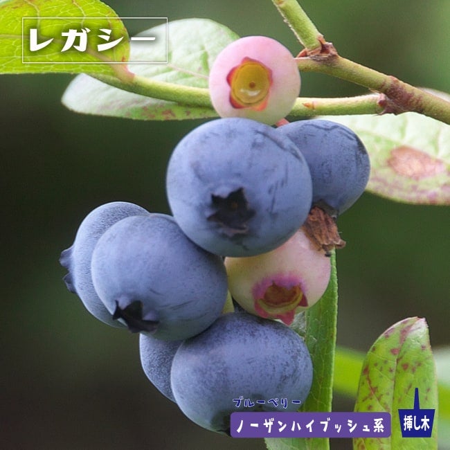 000000004151-01.jpg?size=l&w=