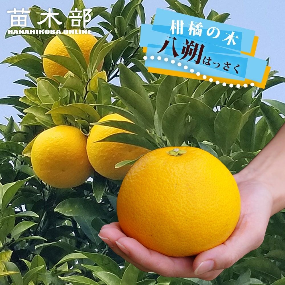 柑橘 オレンジ 種なし日向夏 苗 販売 苗木部 By 花ひろばオンライン