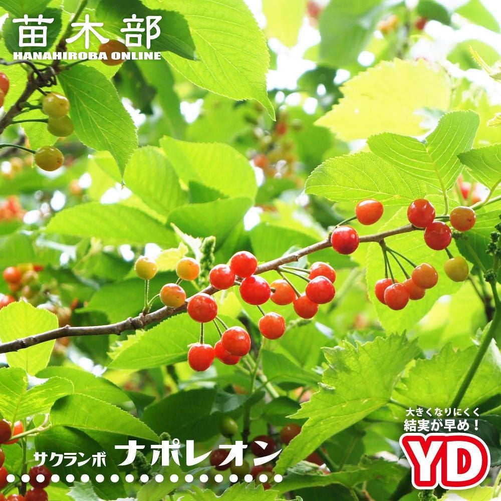 果樹全種一覧 | 苗木部 本店 By 花ひろばオンライン