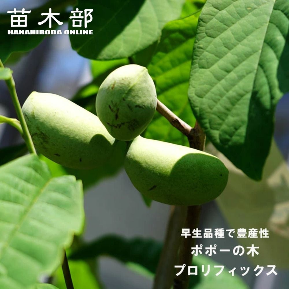 ポポーの苗木一覧 果樹苗専門店の通販 苗木部 By 花ひろばオンライン本店