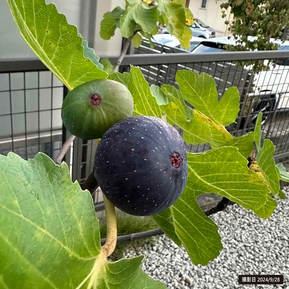 000000009879-05.jpg?size=l&w=