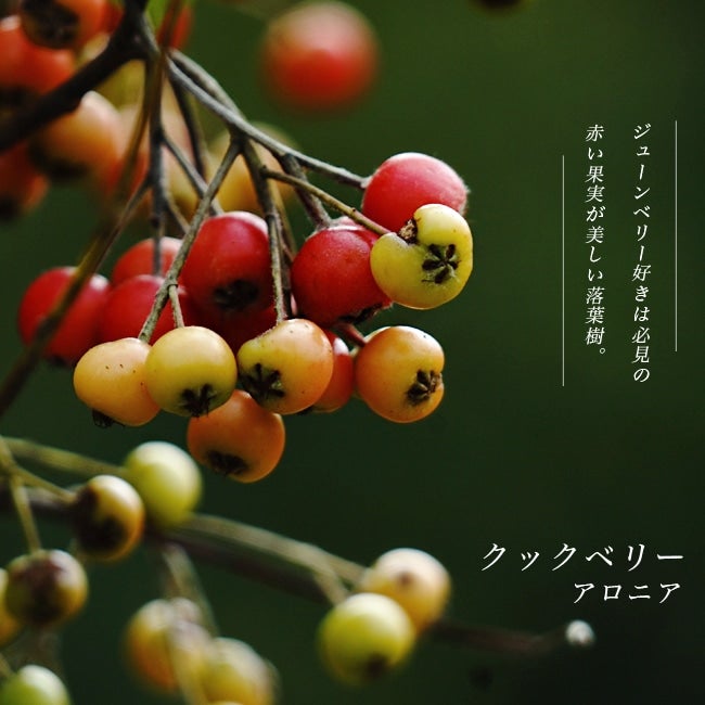 000000019800-01.jpg?size=l&w=