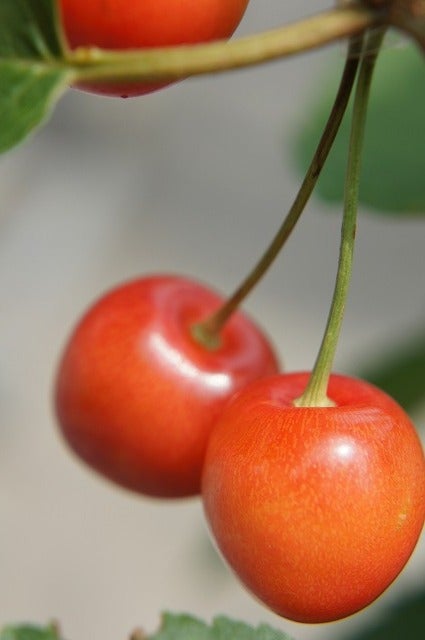 000000029849-01.jpg?size=l&w=