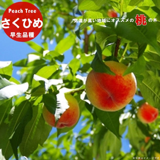 柑橘 ライム キンカンライム 苗 通販 苗木部 By 花ひろばオンライン