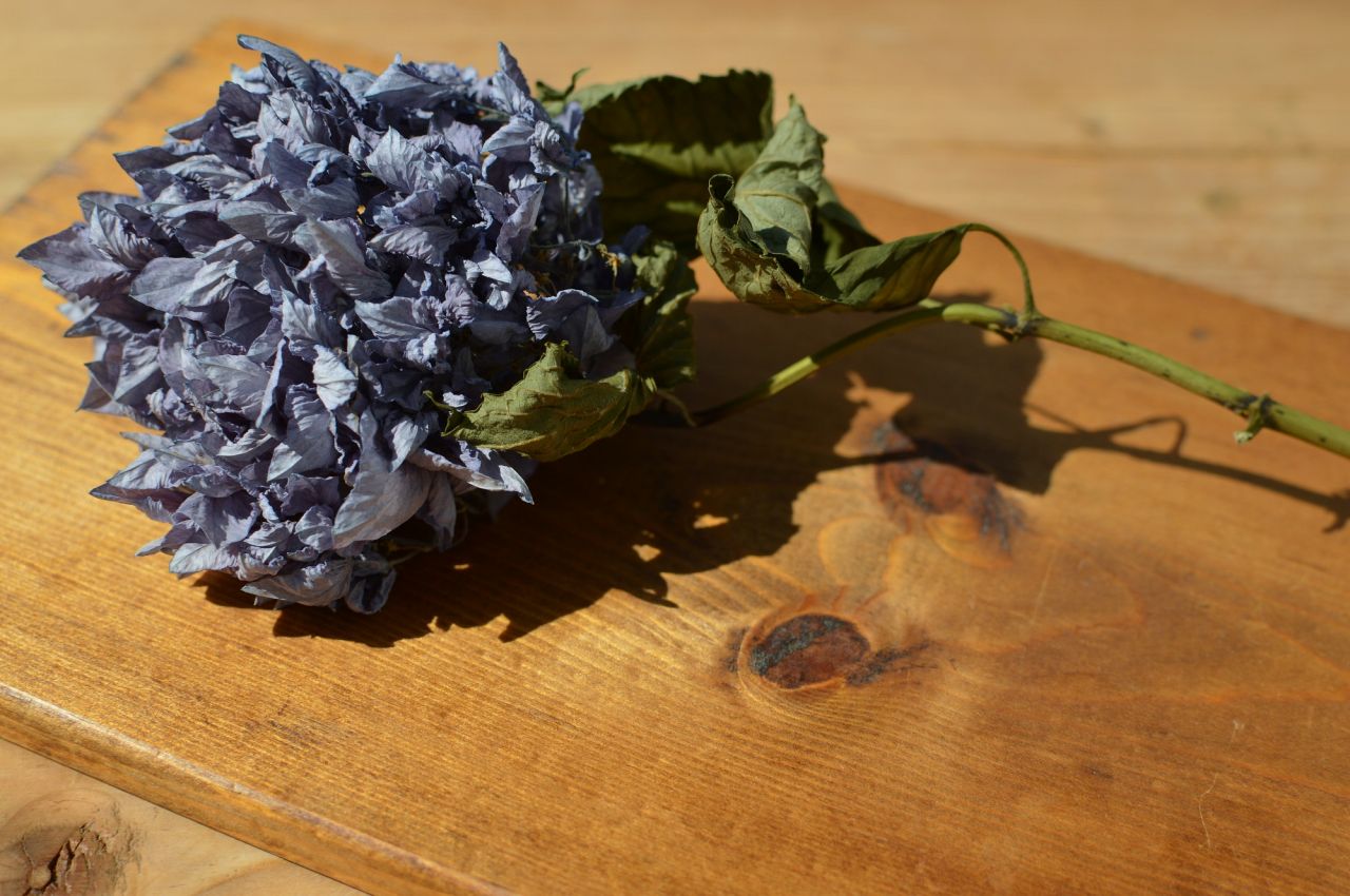 紫陽花（あじさい）のドライフラワー 手作りも簡単！