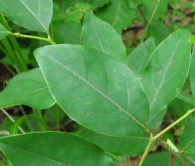 ヤマコウバシ – はなもく散歩