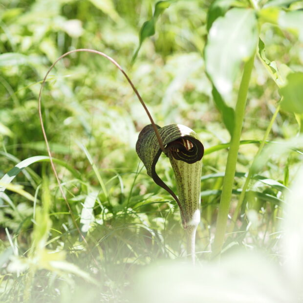 ウラシマソウ – はなもく散歩