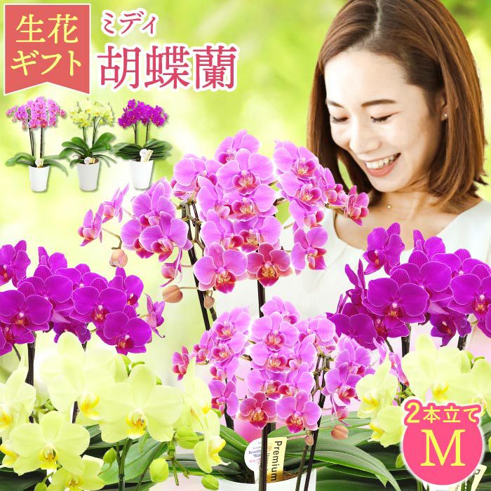 椎名洋ラン園の選べるミディ胡蝶蘭』鉢植え｜横浜花まりか フラワー