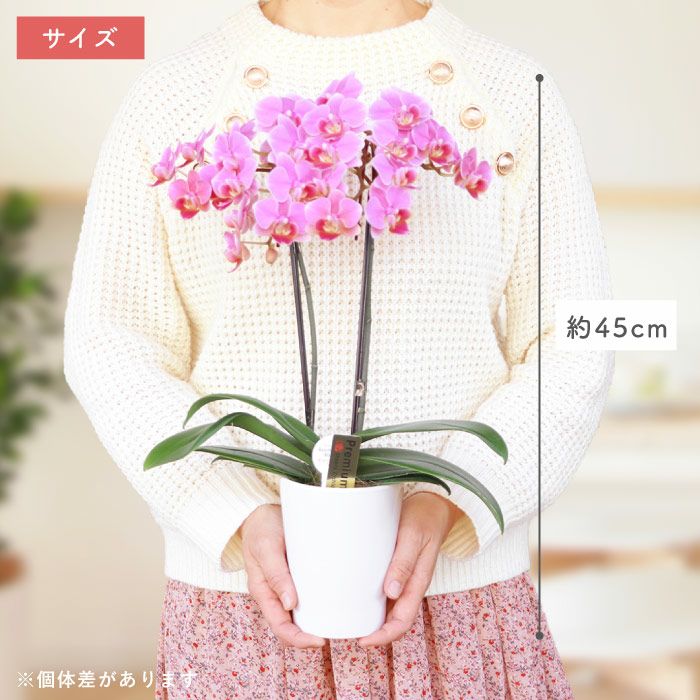 椎名洋ラン園の選べるミディ胡蝶蘭』鉢植え｜横浜花まりか フラワー